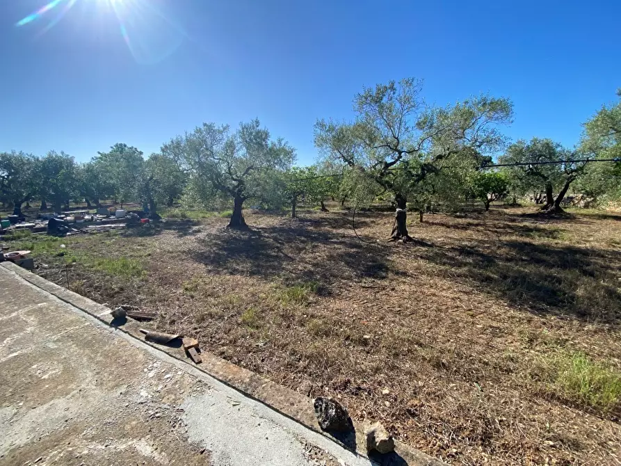 Immagine 3 di Terreno agricolo in vendita  in Via Vicinale Oronzino 5296 a Gioia Del Colle