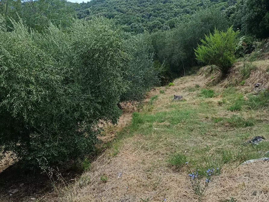 Immagine 3 di Rustico / casale in vendita  a Massarosa
