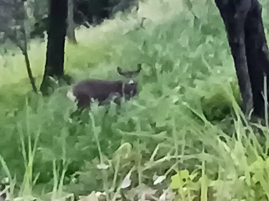 Immagine 51 di Casa indipendente in vendita  a Arcola