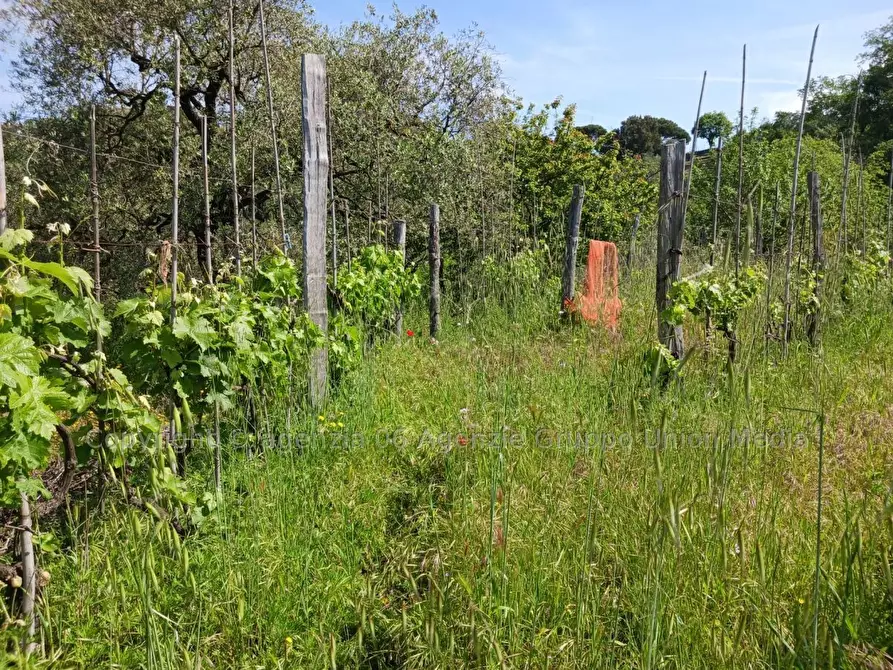 Immagine 4 di Terreno edificabile in vendita  a Arcola
