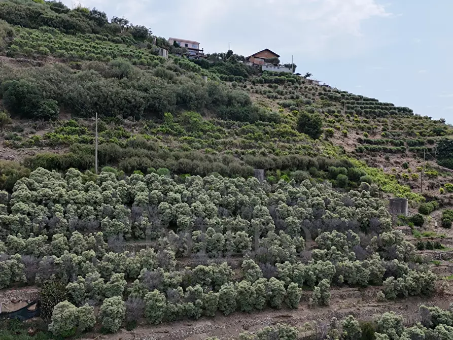 Immagine 19 di Terreno agricolo in vendita  in Via Anacleto Hughes 22/A a Ventimiglia