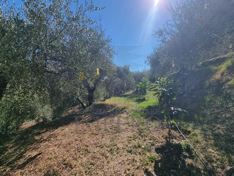 Immagine 43 di Terreno agricolo in vendita  in Via Monsignore Daffra 40 a Ventimiglia