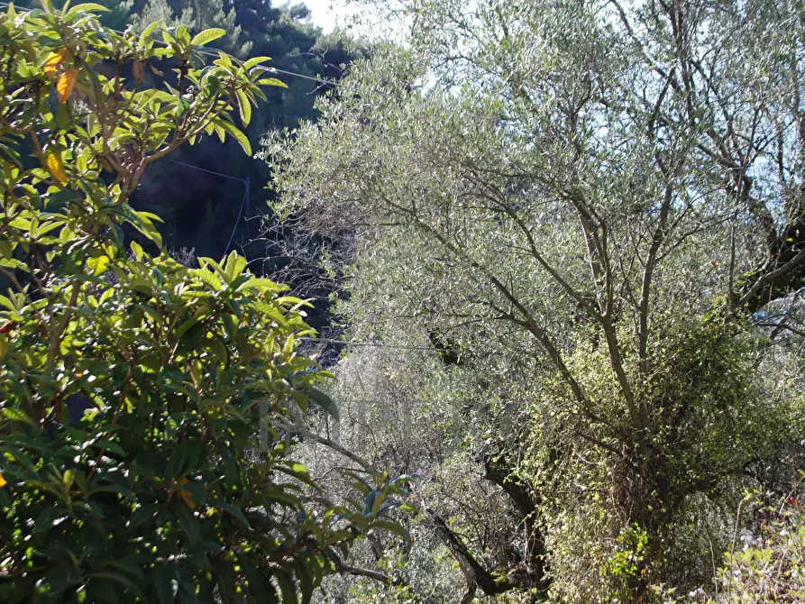 Immagine 15 di Terreno agricolo in vendita  in Via Case Gina 13 a Ventimiglia