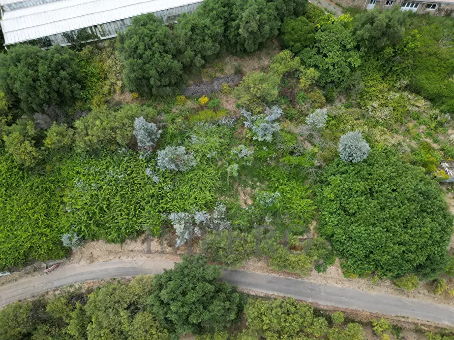 Immagine 16 di Terreno agricolo in vendita  in Via delle Otto Case 1 a Ventimiglia