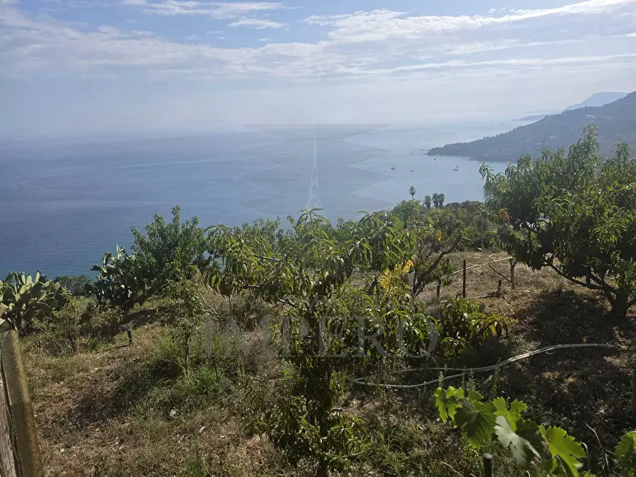 Immagine 2 di Terreno agricolo in vendita  in Località Ville Superiori 30 a Ventimiglia