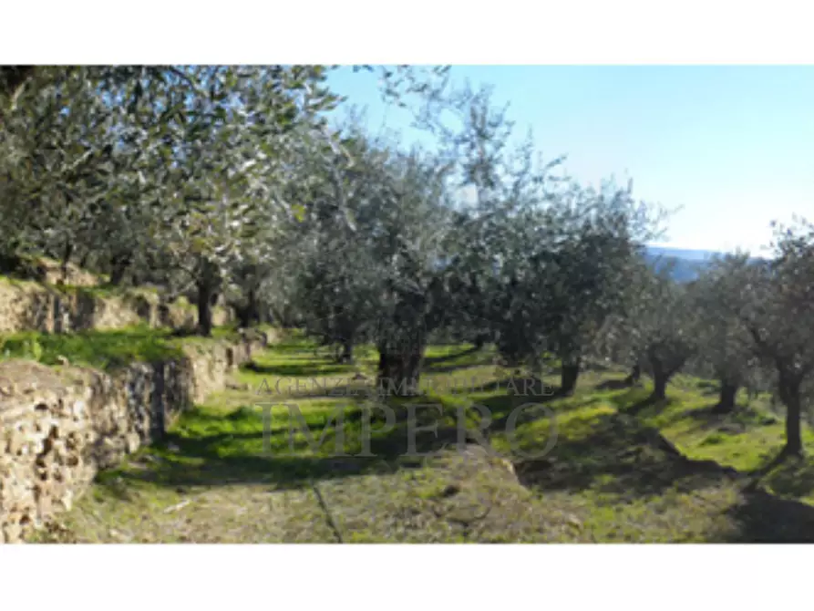 Immagine 5 di Terreno agricolo in vendita  in Via Monsignore Tornatore a Dolceacqua