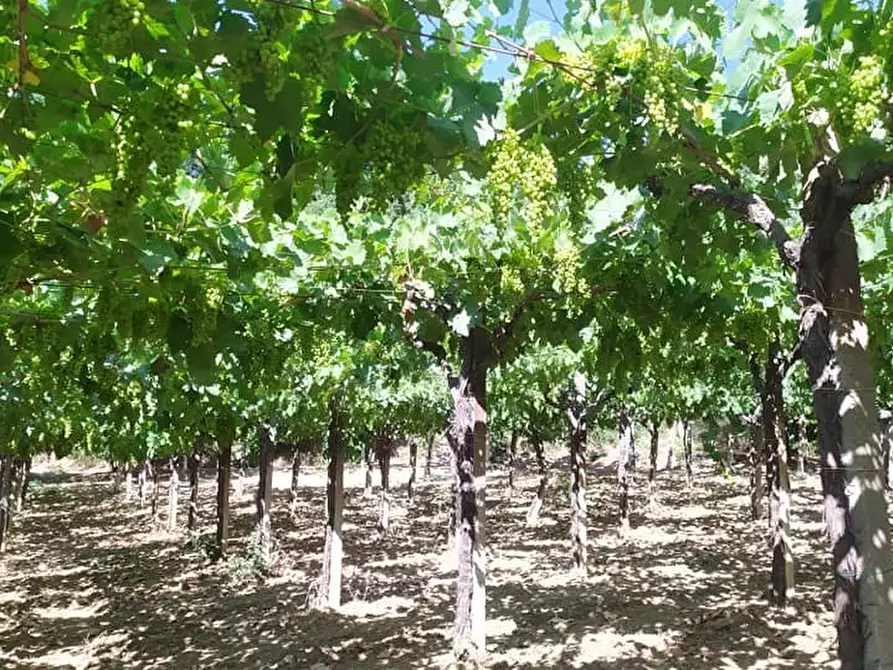 Immagine 1 di Terreno agricolo in vendita  a Miglianico