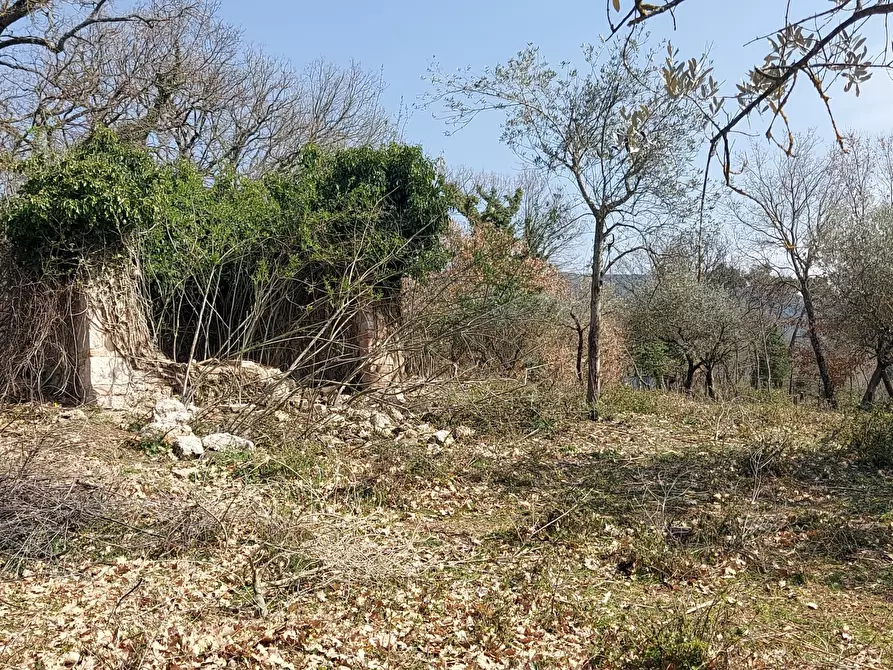 Immagine 13 di Terreno agricolo in vendita  a Massa Martana