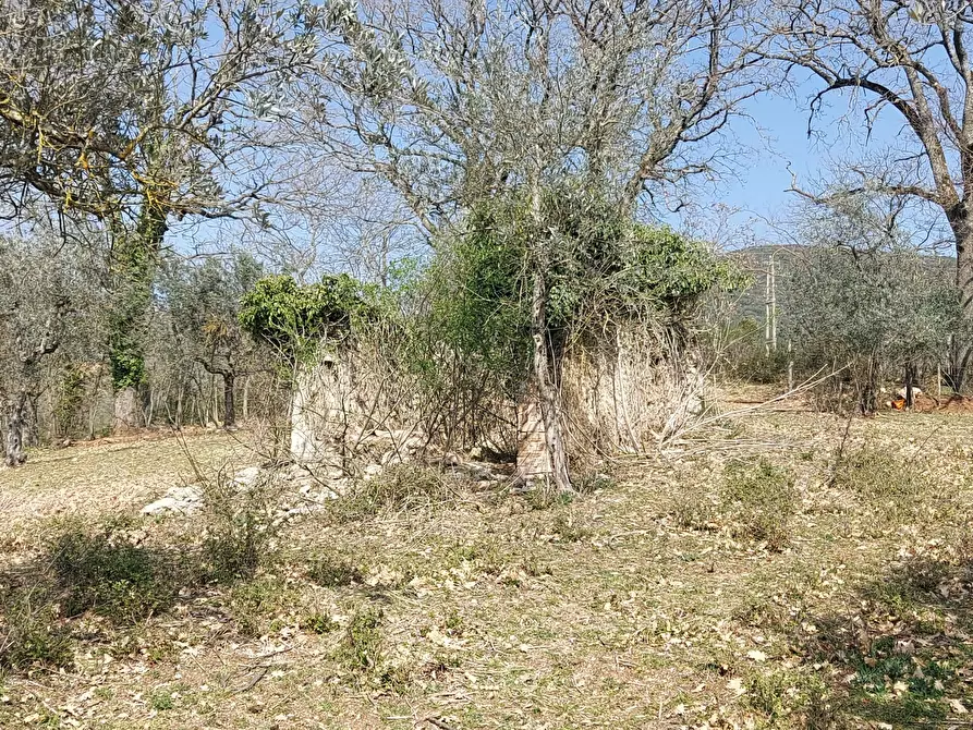Immagine 10 di Terreno agricolo in vendita  a Massa Martana
