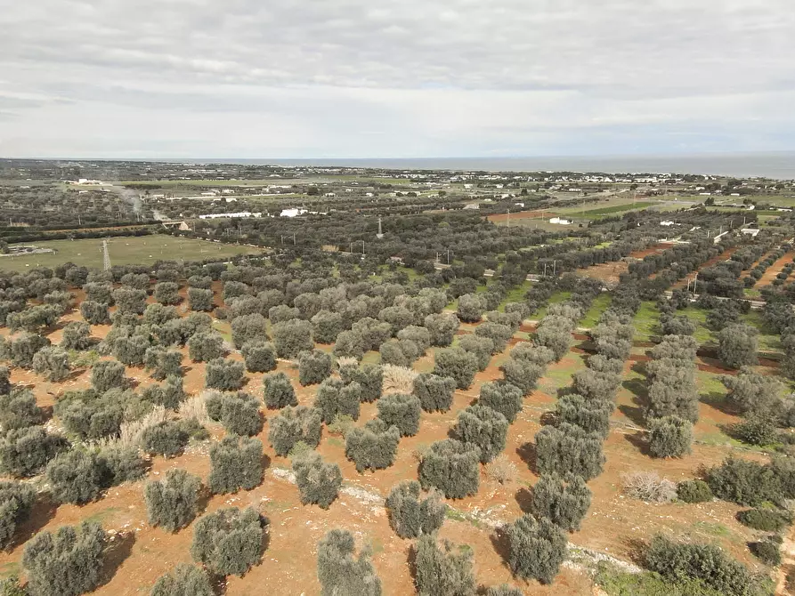 Immagine 3 di Terreno edificabile in vendita  a Carovigno