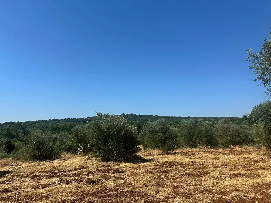 Immagine 21 di Casa indipendente in vendita  in Contrada Galante a Ceglie Messapico