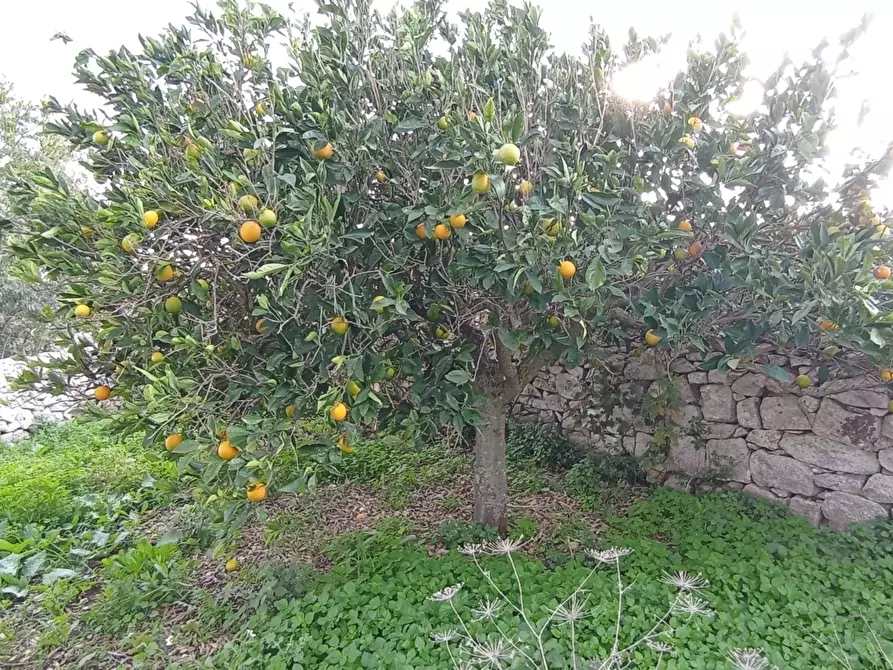 Immagine 5 di Rustico / casale in vendita  a Ragusa