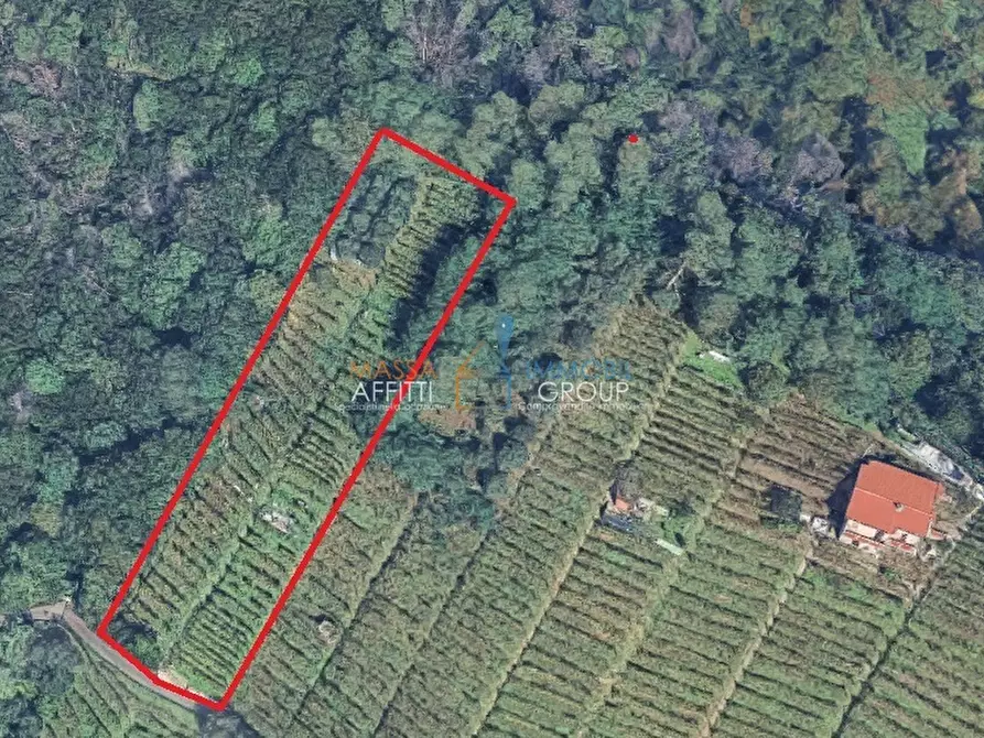 Immagine 1 di Terreno agricolo in vendita  in Viottolo Pianamaggio 1 a Massa