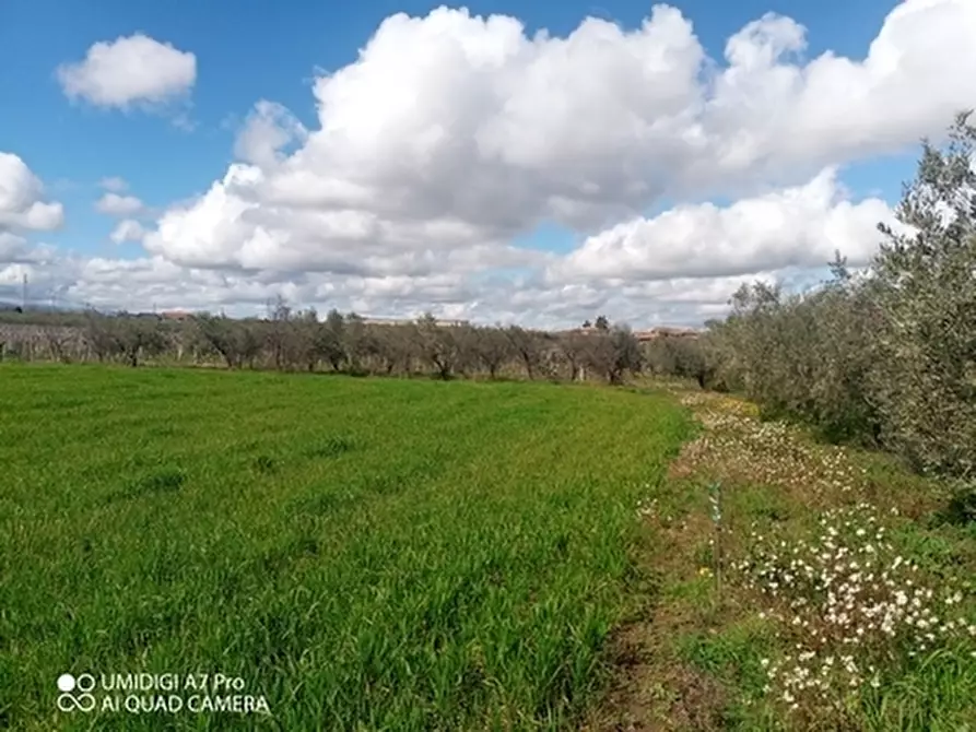 Immagine 7 di Terreno agricolo in vendita  a Fossacesia
