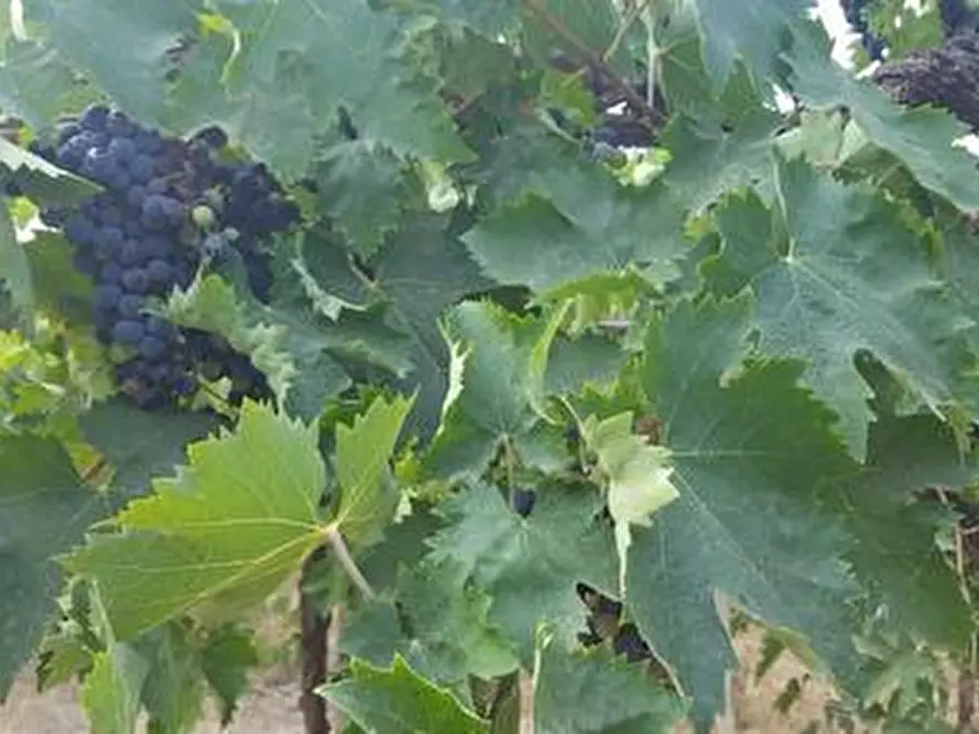 Immagine 3 di Terreno agricolo in vendita  a Santa Maria Imbaro