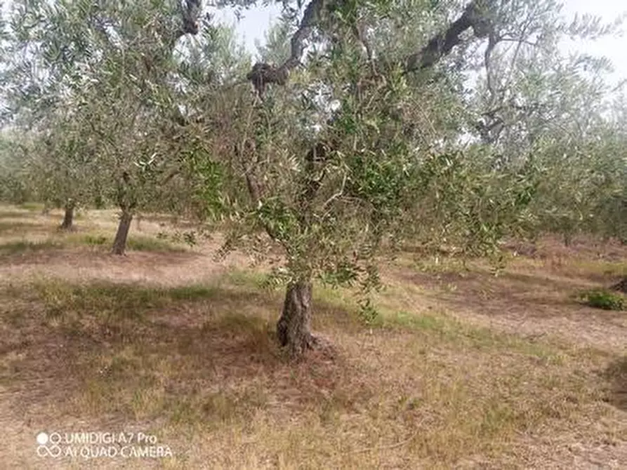 Immagine 7 di Terreno agricolo in vendita  in C.DA VILLA STANAZZO a Lanciano