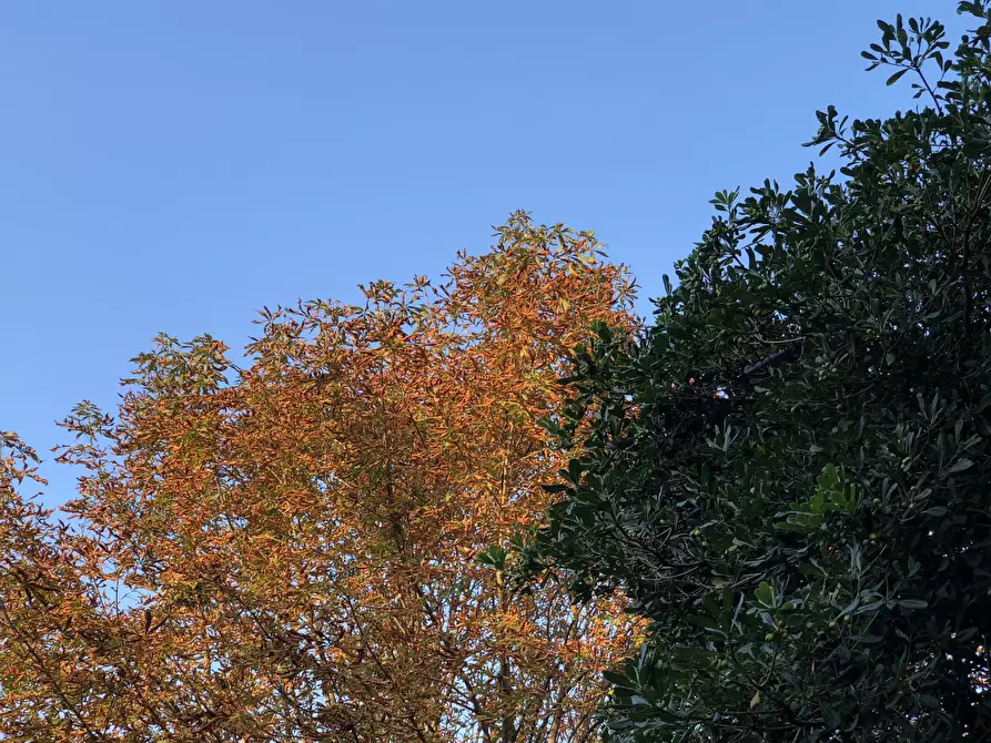 Immagine 27 di Rustico / casale in vendita  a Monsano