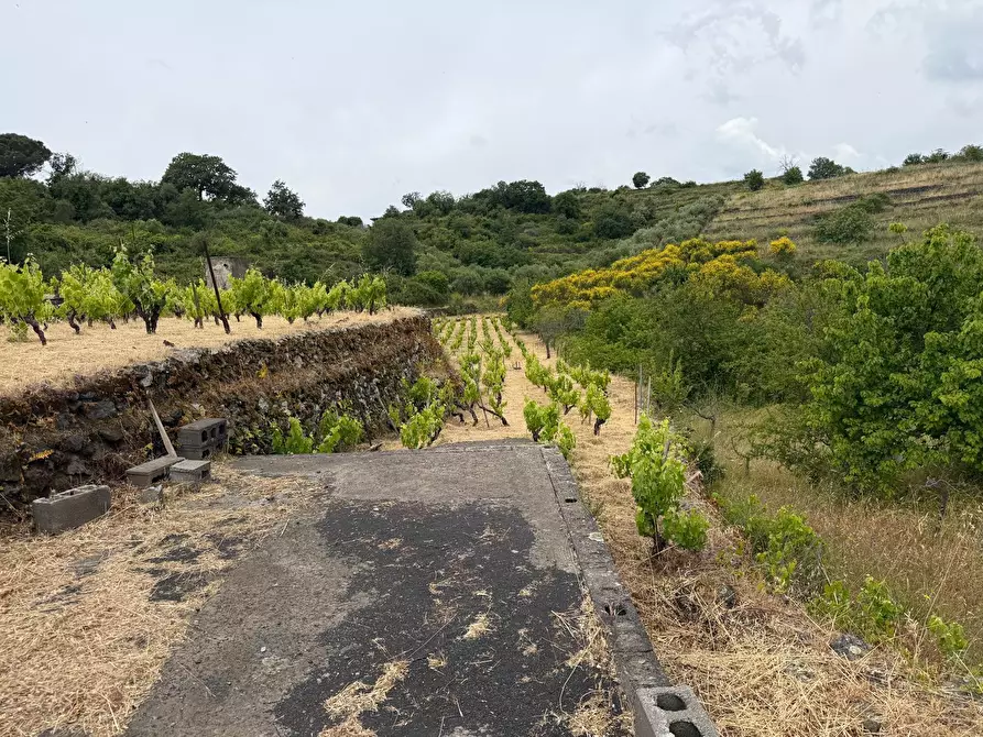Immagine 3 di Terreno agricolo in vendita  a Tremestieri Etneo