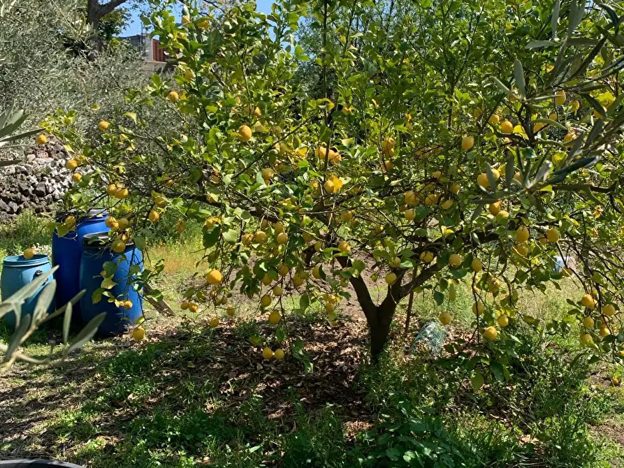 Immagine 5 di Terreno agricolo in vendita  a Pedara