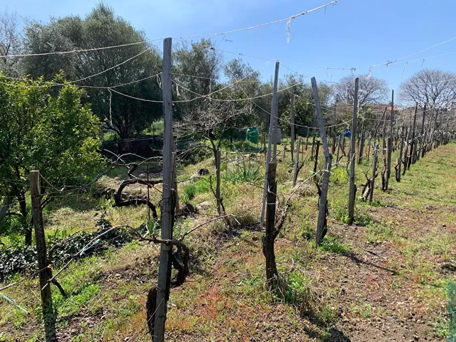Immagine 8 di Terreno agricolo in vendita  a Pedara