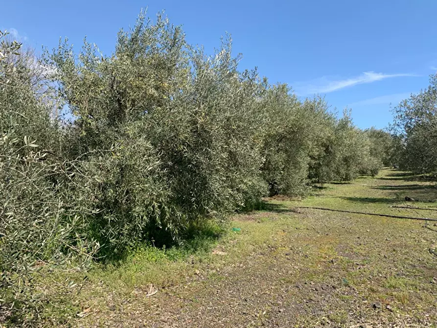 Immagine 3 di Terreno agricolo in vendita  a Pedara