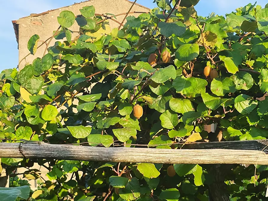 Immagine 107 di Casa indipendente in vendita  in Via Giotto 22 a Acri