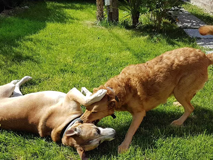 Immagine 31 di Trilocale in vendita  in Via Lanfranco Alberico 44 a Genova