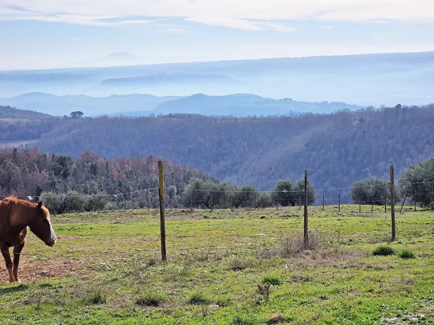 Immagine 77 di Rustico / casale in vendita  in Via del Conventaccio a Ficulle