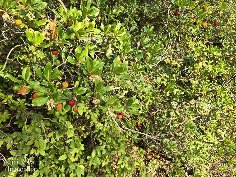 Immagine 67 di Villa in vendita  in Località Cinque Cerri a Bettona