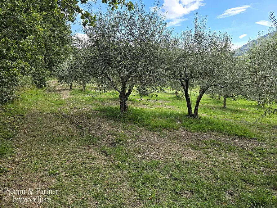 Immagine 7 di Rustico / casale in vendita  in SR 444 Pian della Pieve a Assisi