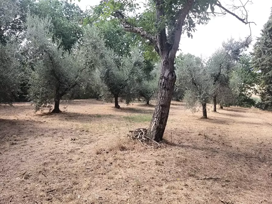 Immagine 25 di Rustico / casale in vendita  in 344R+84 Panicale a Panicale