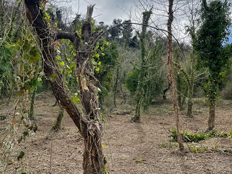 Immagine 57 di Rustico / casale in vendita  in C.DA CASTELLANA a Treglio