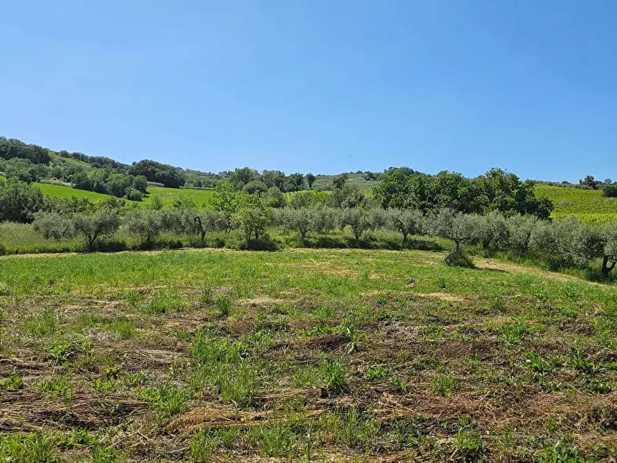 Immagine 3 di Terreno agricolo in vendita  in Via Ciommi a Castel Frentano