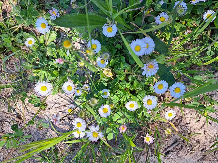 Immagine 25 di Rustico / casale in vendita  in C.DA CASTELLANA a Treglio