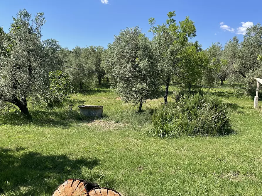 Immagine 15 di Terreno agricolo in vendita  in Strada Provinciale dei Tre Comuni a Casale Marittimo