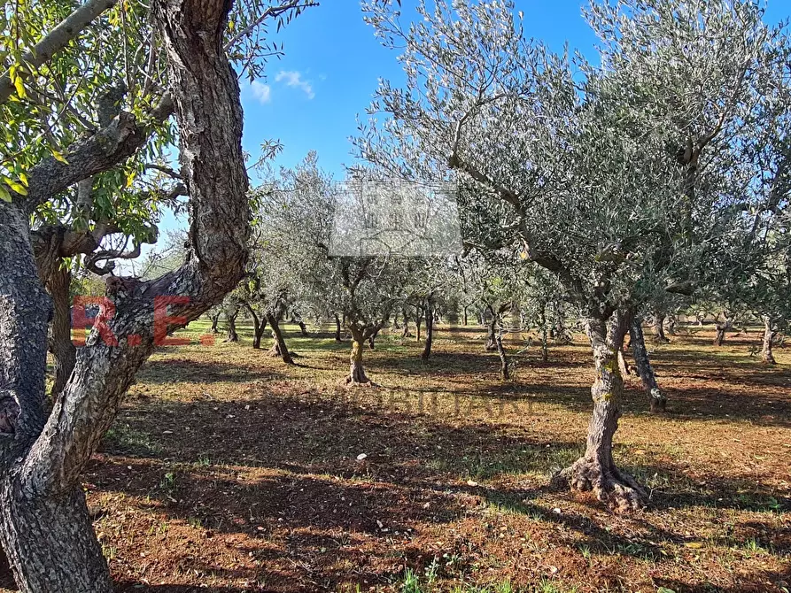 Immagine 10 di Baita in vendita  in Via Pergolo 66 a Martina Franca
