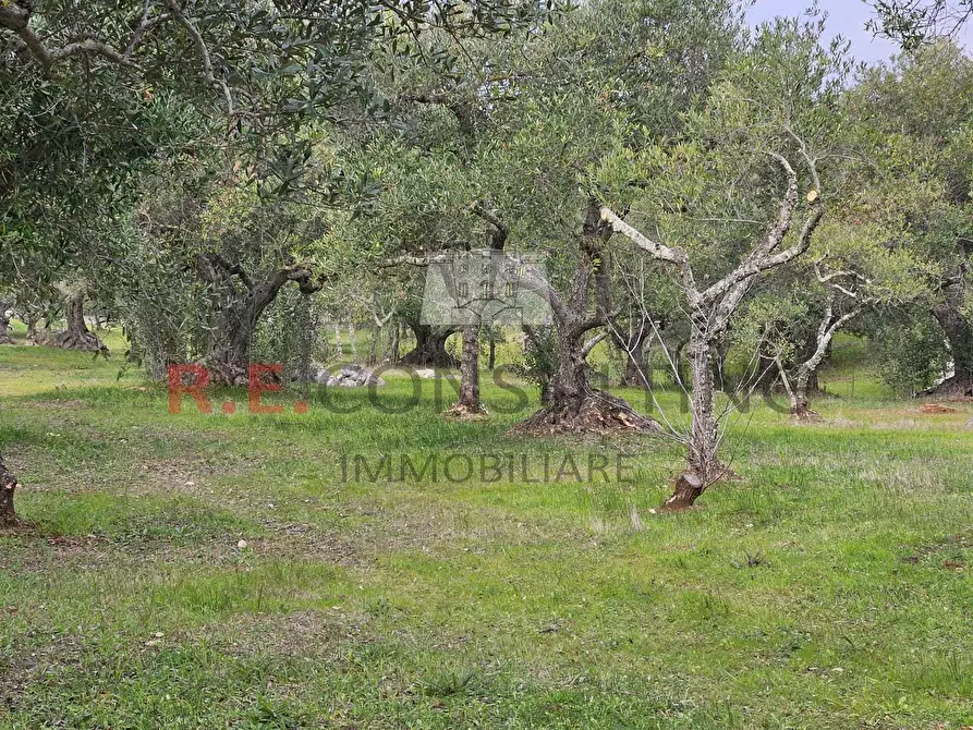 Immagine 16 di Rustico / casale in vendita  a Martina Franca