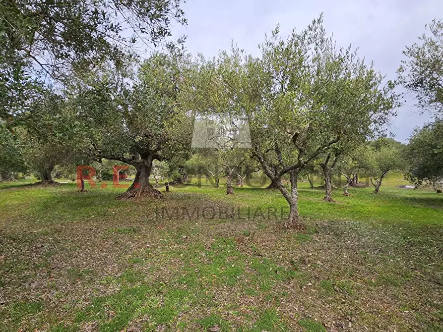 Immagine 21 di Rustico / casale in vendita  a Martina Franca