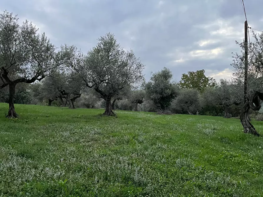 Immagine 1 di Terreno industriale in vendita  a Pianella