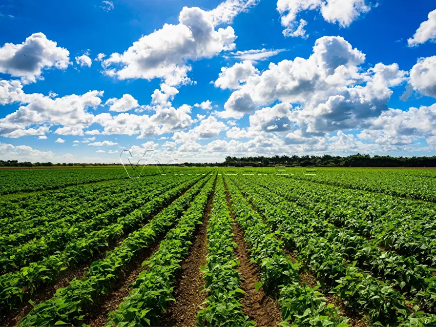 terreno agricolo in vendita a Borgo Veneto