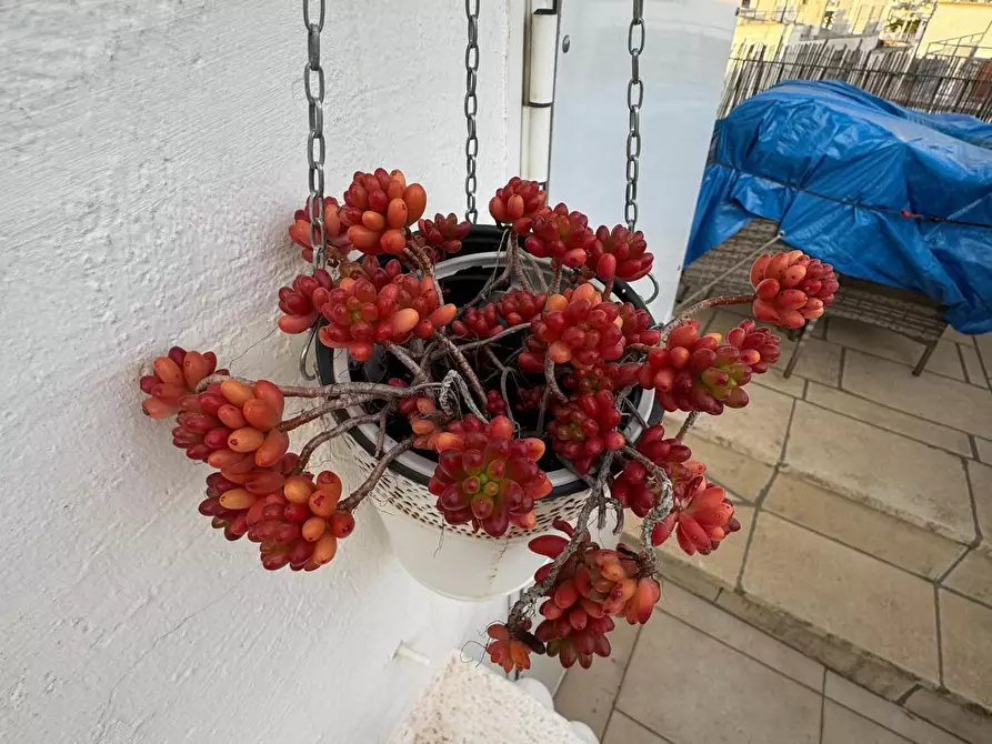 Immagine 17 di Casa indipendente in vendita  in Via Roma a Ostuni