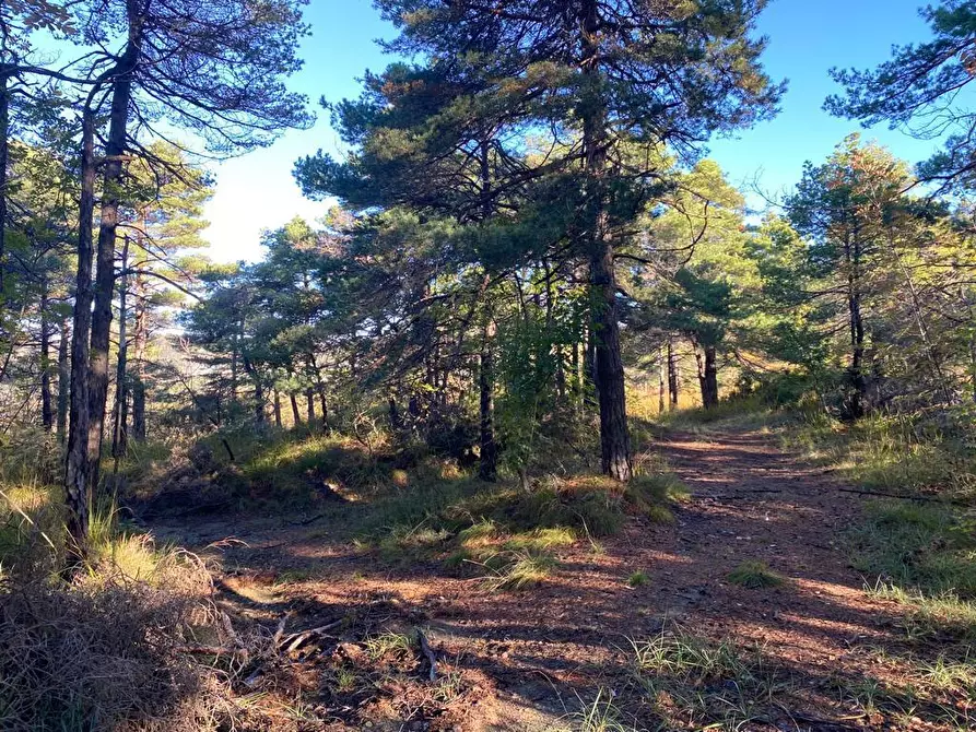 Immagine 19 di Rustico / casale in vendita  in Loc Ormei a Ponzone