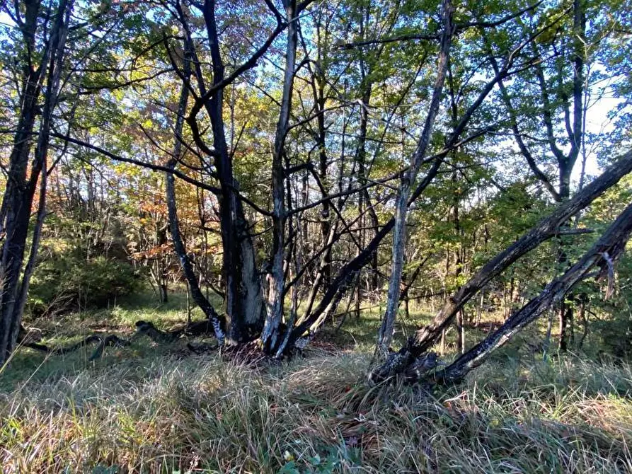 Immagine 7 di Rustico / casale in vendita  in Loc Ormei a Ponzone