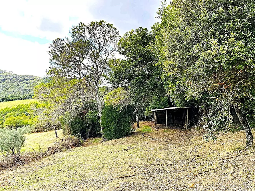 Immagine 7 di Terreno agricolo in vendita  in Località di Popogna la Concezione 35 a Rosignano Marittimo