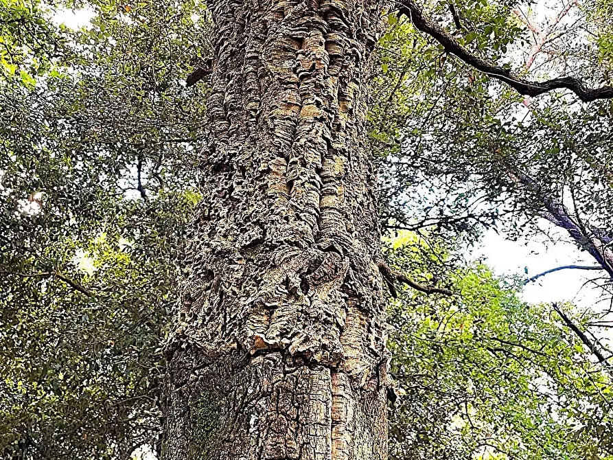 Immagine 11 di Terreno agricolo in vendita  in Località di Popogna la Concezione 35 a Rosignano Marittimo
