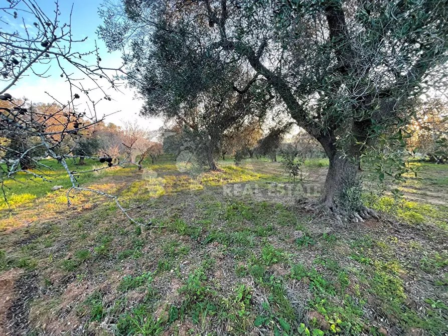 Immagine 1 di Terreno agricolo in vendita  in Contrada Colombo sn a Carovigno