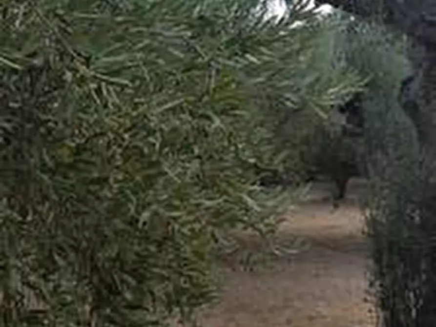 Immagine 15 di Terreno agricolo in vendita  a Santa Maria Imbaro