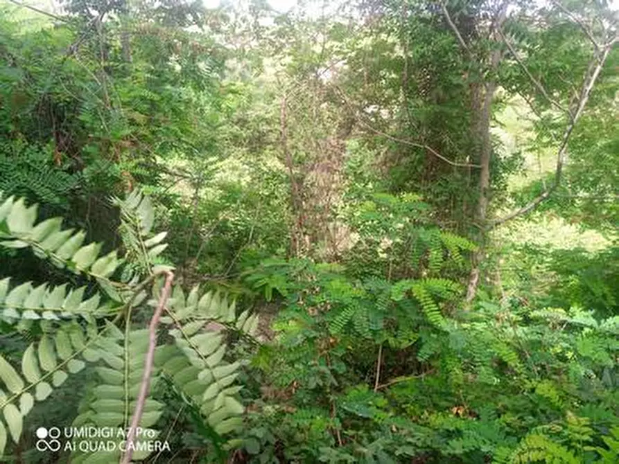 Immagine 13 di Terreno agricolo in vendita  in C.DA VILLA STANAZZO a Lanciano
