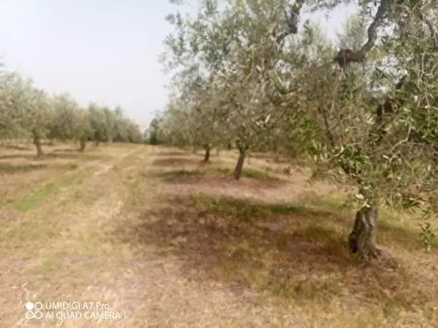 Immagine 6 di Terreno agricolo in vendita  in C.DA VILLA STANAZZO a Lanciano