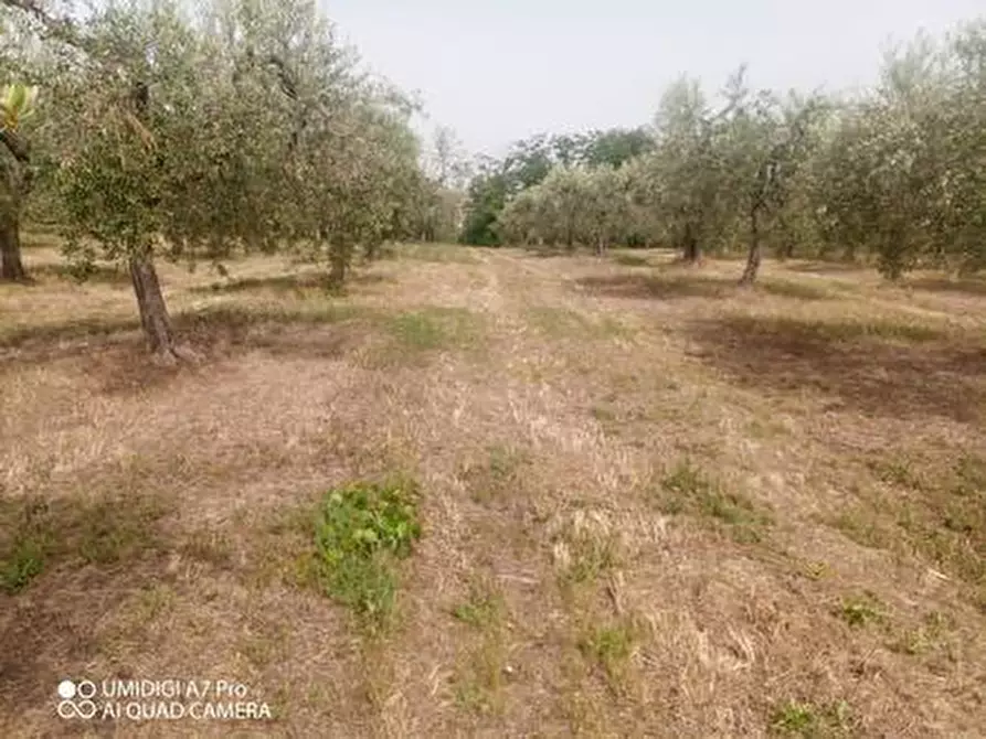 Immagine 1 di Terreno agricolo in vendita  in C.DA VILLA STANAZZO a Lanciano